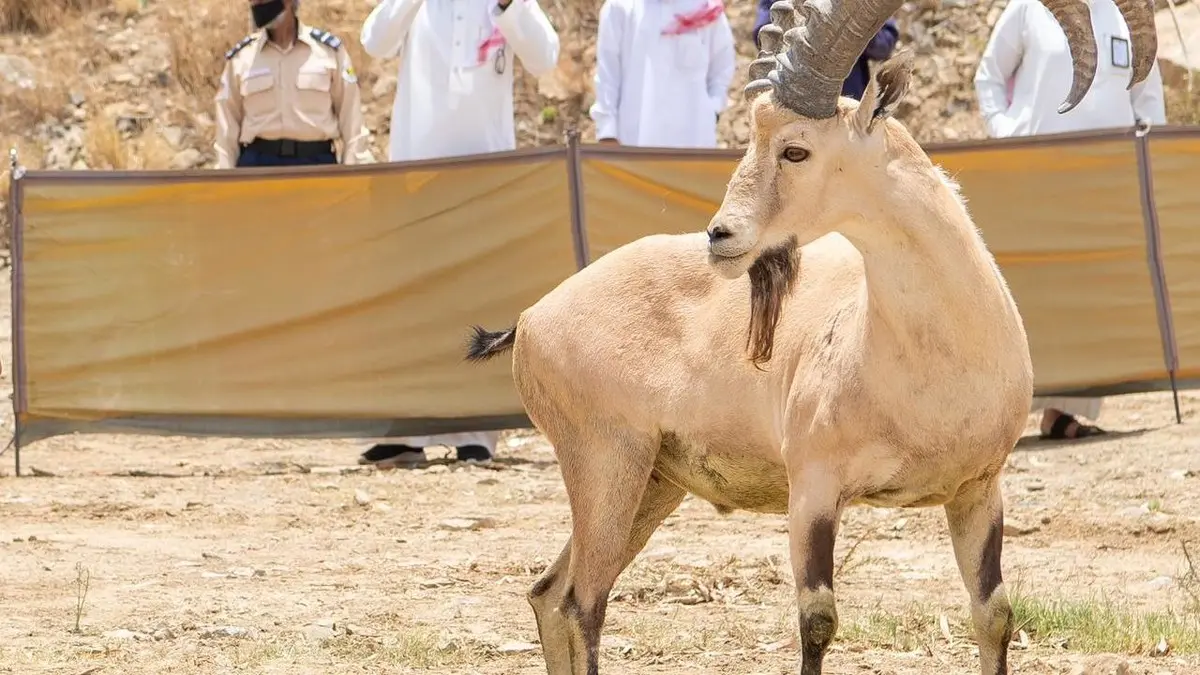 اغرب الحيوانات في السعودية