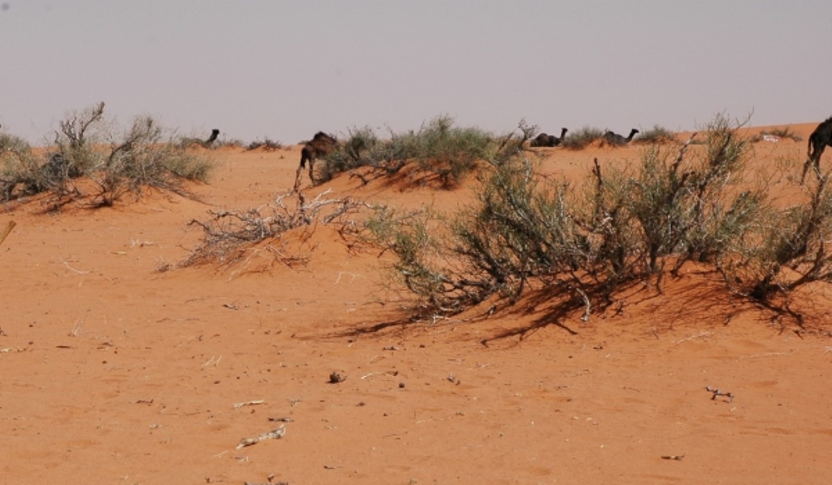 صحراء الربع الخالي في السعودية